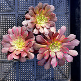 Aeonium Black Devil