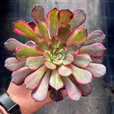 Aeonium Black Devil