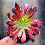 Aeonium blue peacock