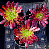 Aeonium blue peacock