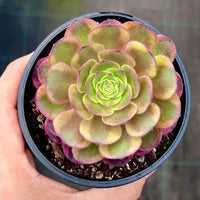 Aeonium chocolate firefox