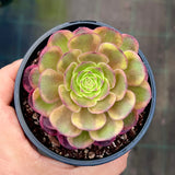 Aeonium chocolate firefox