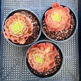 Aeonium chocolate firefox