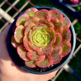 Aeonium chocolate firefox