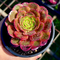 Aeonium chocolate firefox