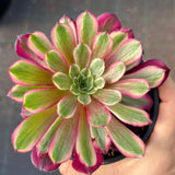 Aeonium Dancing Fairy