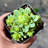 Aeonium dodrantale variegated