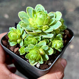 Aeonium dodrantale variegated