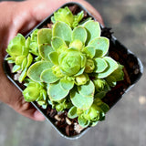Aeonium dodrantale variegated