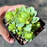 Aeonium dodrantale variegated