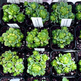Aeonium dodrantale variegated