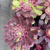 Aeonium Face Powder