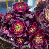 Aeonium Fireworks