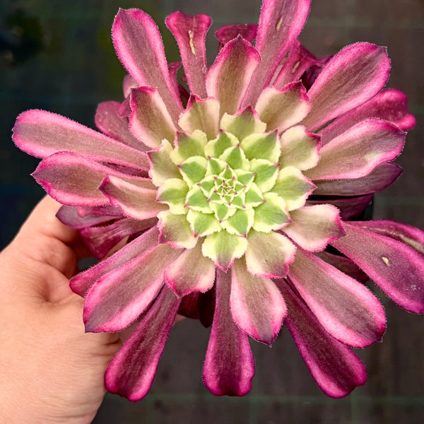 Aeonium ink fairy