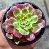 Aeonium Lotus
