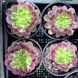 Aeonium Lotus