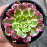 Aeonium Lotus