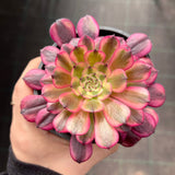 Aeonium Moon Chan