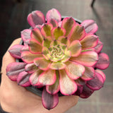 Aeonium Moon Chan