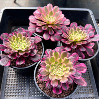 Aeonium Moon Chan