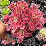 Aeonium 'pink witch'
