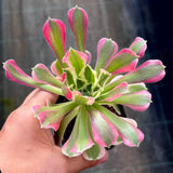 Aeonium rain flower