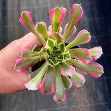 Aeonium rain flower