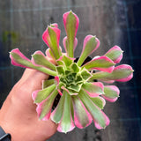 Aeonium rain flower