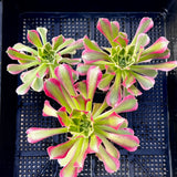 Aeonium rain flower