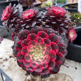 Aeonium red copper