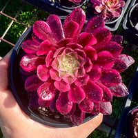 Aeonium red copper