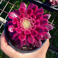 Aeonium red copper