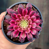 Aeonium red copper