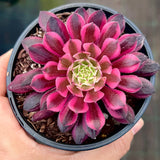 Aeonium red copper