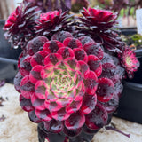 Aeonium red copper
