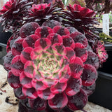 Aeonium red copper