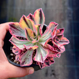 Aeonium Red Fuji variegated