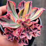 Aeonium Red Fuji variegated
