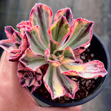 Aeonium Red Fuji variegated