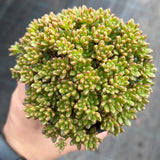 Aeonium sedifolium