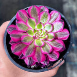 Aeonium White Garnet