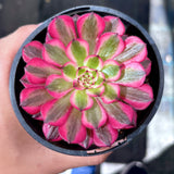 Aeonium White Garnet