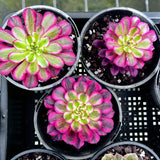 Aeonium White Garnet