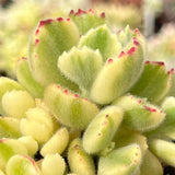 Cotyledon white bear paw