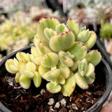 Cotyledon white bear paw