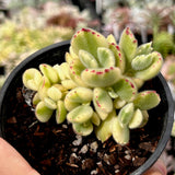 Cotyledon white bear paw