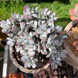 cotyledon orbiculata cv. round leaf form
