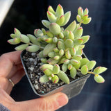 Cotyledon papillaris