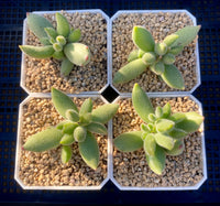 Cotyledon ladismithiensis aka kitten's paws