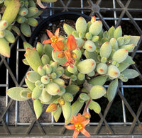 Cotyledon ladismithiensis aka kitten's paws